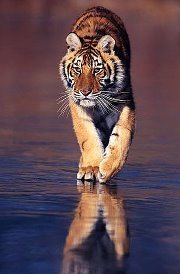 ابو عبدالقادر