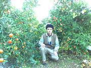 علاء قلالوة