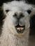 Llama R...