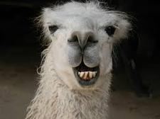 Llama Rutledge