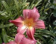 أستاذحمزه العقيلي