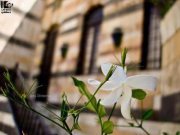 الياسمين الشامي