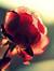 Noor