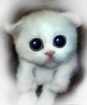 Mykossfdgsfdgdfgsfdgsdfsdfg Ola i