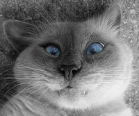 Олег Шварёв