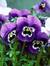 Christine Cannon maio