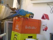 Daniel Floriani feix