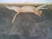 Asep Setiyono