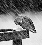 Мена Салама