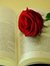 Jannat ...