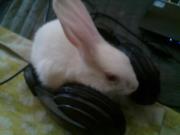 Shashidhar Mannempelli