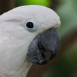 Ryan