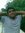 Phani L...