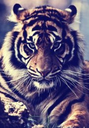 Sunneva Friðþjófsdóttir