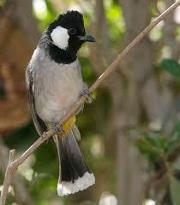 رعد علاءالدين