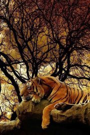 Elizabeth Rutledge-craig