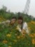 Nguyễn ...