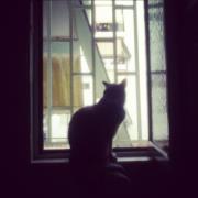 κλέλια κατσάκου