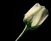 روان عبد القادر