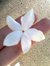 Ghada Sh