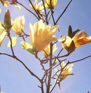 Елена Андреева