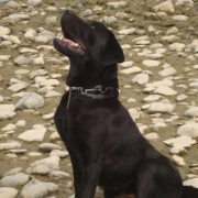 Горан Станковић