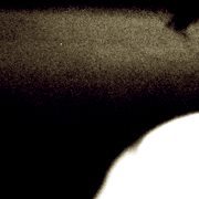 مهند أبوغوش