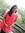 Latha P...