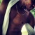 Marcus Thomas