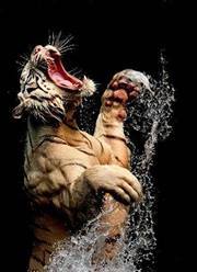 اسامة نور الدين