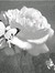 Rose Cinta