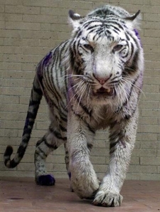 Amero20student.slcsd.org