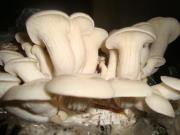 Erwin Piñón pensamiento