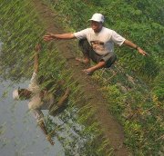 Indra Rahman