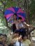 Trương Nhã