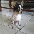 CStian 