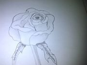 Noha Soliman farghaly