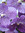 rohanibr | 2 comments