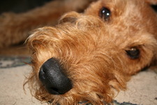 Ruby