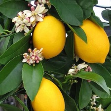 د.أماني حجازي