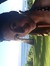 Desiree
