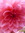 Lisa Mullinix | 2 comments
