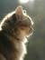 Cat's Review