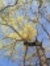 Stacy Volz