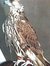 Falcon ...