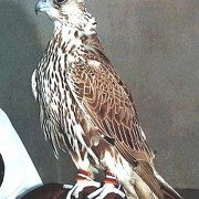 Falcon Alanzy