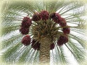 على الدينارى