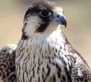 عبدالله ادم