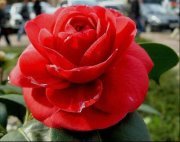 Снежана Илиева