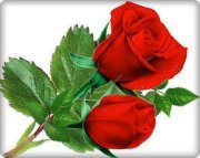 احمد محمد بيومي.